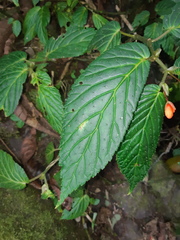 Begonia longirostris