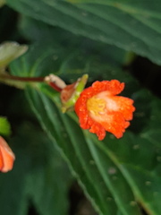 Begonia longirostris