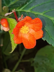 Begonia longirostris
