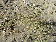 Sairocarpus vexillocalyculatus breweri