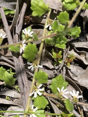 Scaevola hookeri