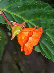 Begonia longirostris