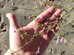 Sairocarpus vexillocalyculatus breweri