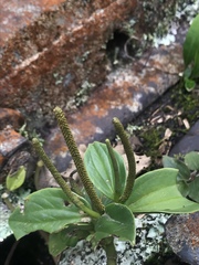 Peperomia pennellii