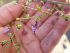 Sairocarpus vexillocalyculatus breweri