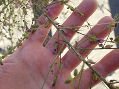 Sairocarpus vexillocalyculatus breweri