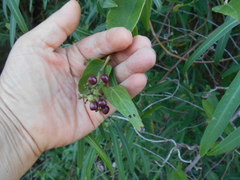 Smilax campestris