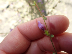 Sairocarpus vexillocalyculatus breweri