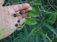 Smilax campestris