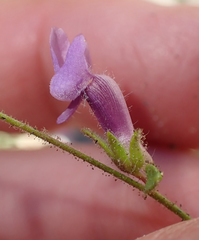 Sairocarpus vexillocalyculatus breweri