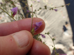 Sairocarpus vexillocalyculatus breweri
