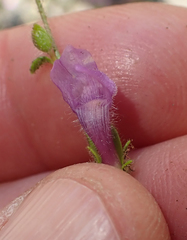 Sairocarpus vexillocalyculatus breweri