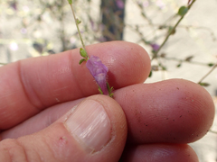 Sairocarpus vexillocalyculatus breweri
