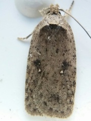Agonopterix clemensella