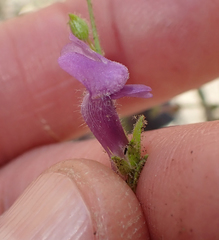 Sairocarpus vexillocalyculatus breweri