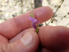 Sairocarpus vexillocalyculatus breweri