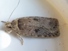 Agonopterix clemensella