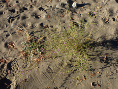 Sairocarpus vexillocalyculatus breweri