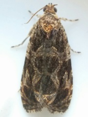 Olethreutes tilianum