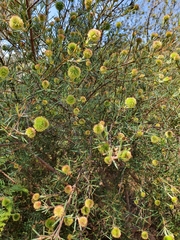 Ricinocarpos pinifolius