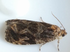 Olethreutes tilianum