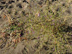 Sairocarpus vexillocalyculatus breweri