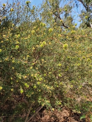 Ricinocarpos pinifolius