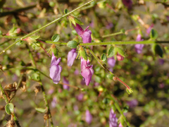Sairocarpus vexillocalyculatus breweri