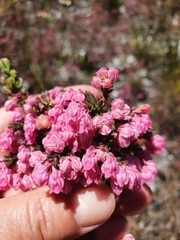 Erica tegulifolia