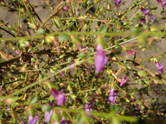 Sairocarpus vexillocalyculatus breweri