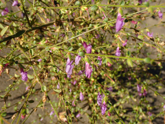 Sairocarpus vexillocalyculatus breweri