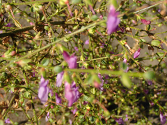 Sairocarpus vexillocalyculatus breweri
