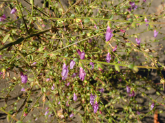 Sairocarpus vexillocalyculatus breweri