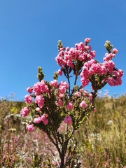 Erica tegulifolia