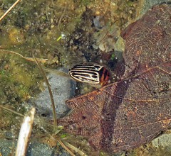 Agabus disintegratus