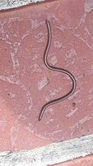 Anomalepididae