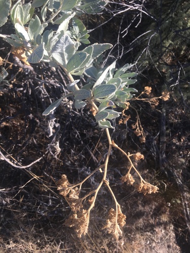 iNaturalist observation photo of Woolly Yerba Santa