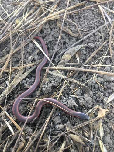 iNaturalist observation photo of Common Sharp-tailed Snake