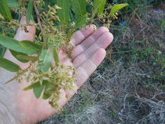 Smilax campestris