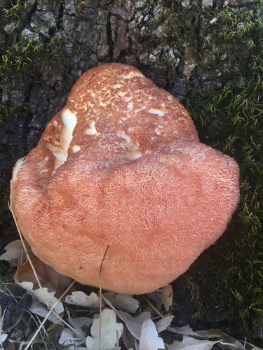 iNaturalist observation photo of lion's-mane mushroom