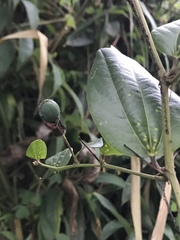 Passiflora cuspidifolia