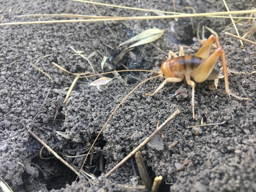 iNaturalist observation photo of California Camel Cricket