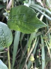 Passiflora cuspidifolia