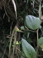 Passiflora cuspidifolia