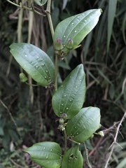 Passiflora cuspidifolia