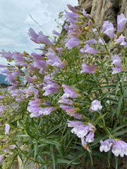 Penstemon lyallii
