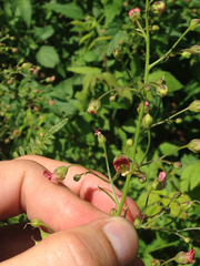 Scrophularia parviflora