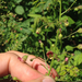 Pineland Figwort - Photo (c) Damon Tighe, some rights reserved (CC BY-NC), uploaded by Damon Tighe