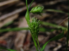 Carex phalaroides