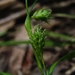 Carex phalaroides - Photo (c) Paulo Muñoz,  זכויות יוצרים חלקיות (CC BY-NC), הועלה על ידי Paulo Muñoz